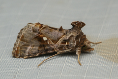 Chrysodeixis illuminata