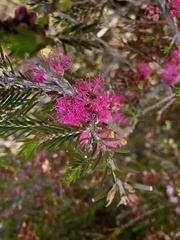 Melaleuca wilsonii