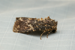 Condica dolorosa