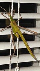 Anthophiloptera dryas