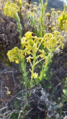 Lyperia lychnidea