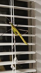 Anthophiloptera dryas