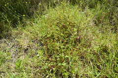 Pelargonium grossularioides