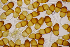 Puccinia tanaceti