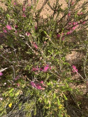 Melaleuca wilsonii