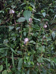 Crassocephalum crepidioides