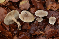 Lactarius fluens