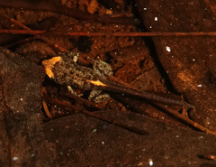 Pseudophryne australis