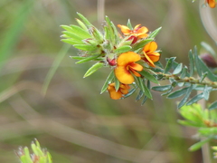 Pultenaea humilis