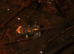 Pseudophryne australis