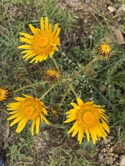Berkheya discolor
