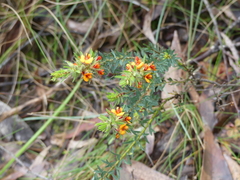Pultenaea humilis