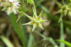Pelargonium vitifolium