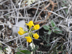 Coronilla minima