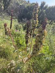 Melianthus major
