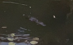 Ornithorhynchus anatinus
