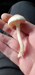 Hygrophorus