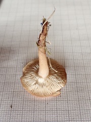 Calocybe carnea