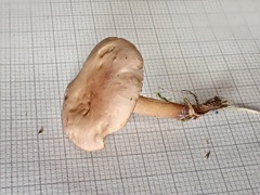 Calocybe carnea