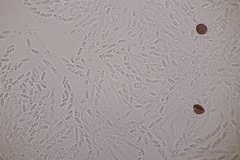 Nectriopsis violacea