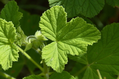 Pelargonium vitifolium