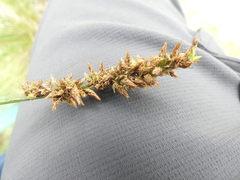 Carex tereticaulis