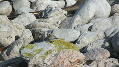 Charadrius pecuarius