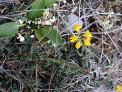 Coronilla minima