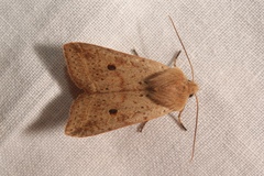 Agrochola blidaensis