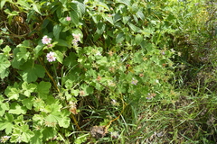 Pelargonium vitifolium