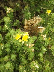 Aspalathus chenopoda