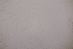 Nectriopsis violacea