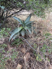 Aloe marlothii