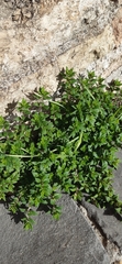 Scutellaria galericulata