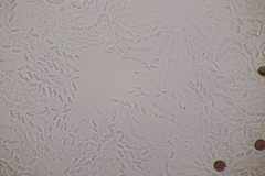 Nectriopsis violacea