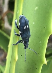 Polyclaeis longicornis
