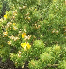 Aspalathus chenopoda