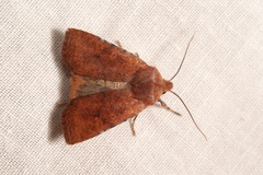 Conistra staudingeri