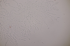 Nectriopsis violacea