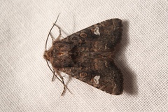 Dryobota labecula