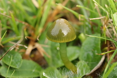 Gliophorus psittacinus