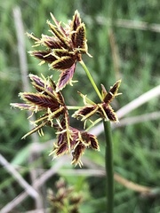 Cyperus marginatus