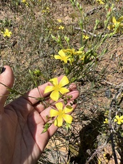 Linum africanum