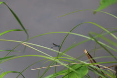 Austrolestes colensonis
