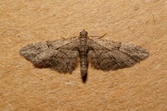 Eupithecia oxycedrata