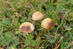 Gliophorus psittacinus