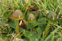 Gliophorus psittacinus