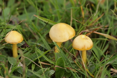 Gliophorus psittacinus