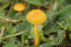 Gliophorus psittacinus