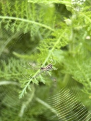 Leucauge